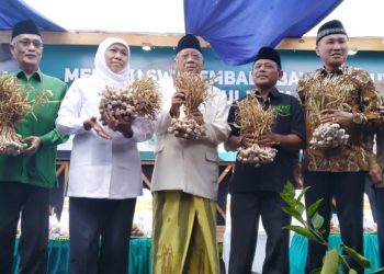 Panen Perdana Bawang hasil Kerjasama Pinbas MUI Jawa Timur Dihadiri Gubernur  Khofifah Indar Parawansa