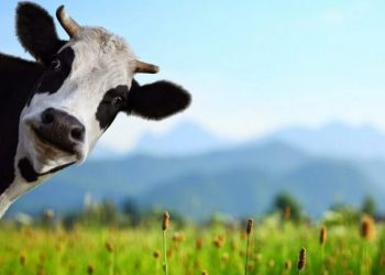 MUI Terbitkan Taushiyah Pedoman Pelaksanaan Ibadah Qurban Masa PPKM Darurat