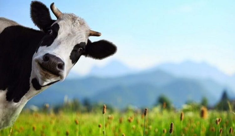MUI Terbitkan Taushiyah Pedoman Pelaksanaan Ibadah Qurban Masa PPKM Darurat