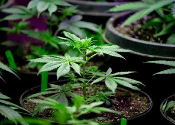 Komisi Fatwa MUI Jatim Beri Penjelasan Terkait Ganja Untuk Medis