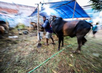 Jelang Idul Adha di Tengah Wabah PMK, MUI: Bantu Sosialisasikan Hewan Kurban yang Sah Disembelih