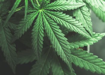 Terkait Ganja untuk Pengobatan, Ketua Komisi Fatwa MUI Jatim: Tunggu Uji Klinis