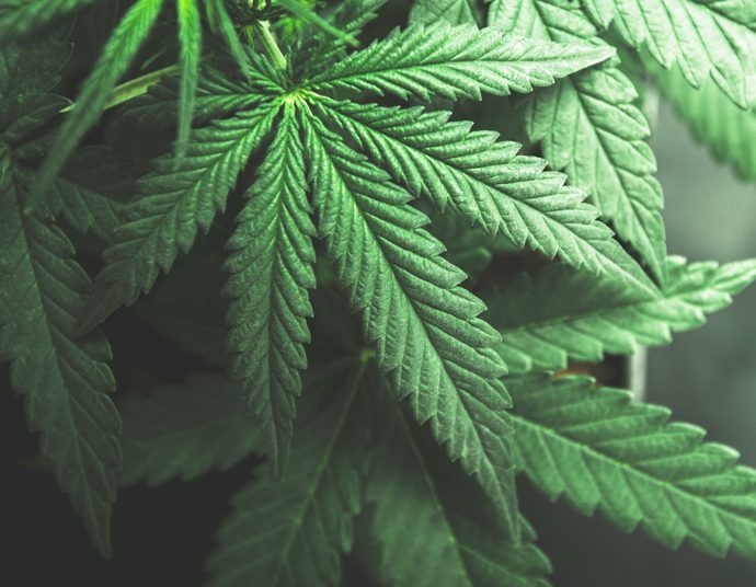 Terkait Ganja untuk Pengobatan, Ketua Komisi Fatwa MUI Jatim: Tunggu Uji Klinis