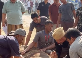 Idul Adha 1446 H, MUI Jatim Sembelih 5 Ekor Sapi