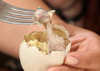 Balut Filipina. (Foto: Umroh Halal)